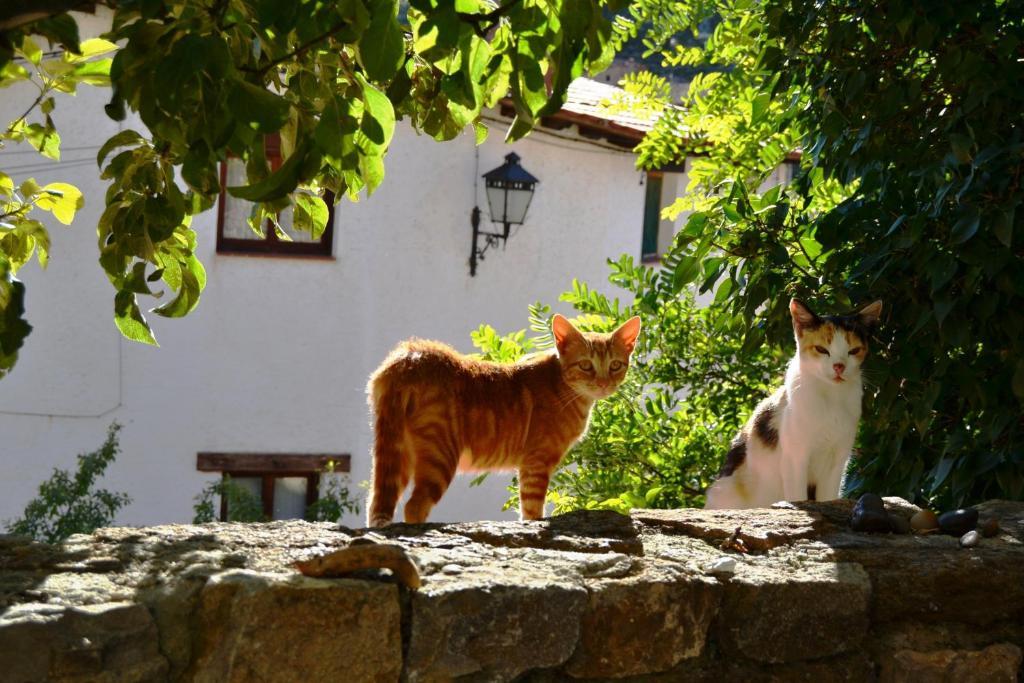 Casa Elpatiodelmaestrazgo Lejlighed Villarroya de los Pinares Eksteriør billede